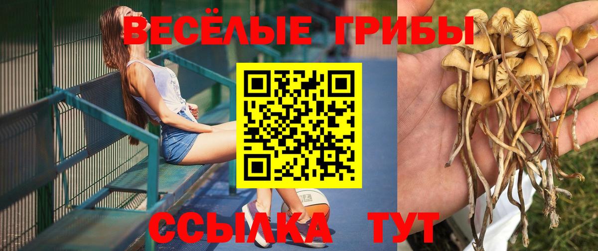 Галлюциногенные грибы мухоморы Горно-Алтайск